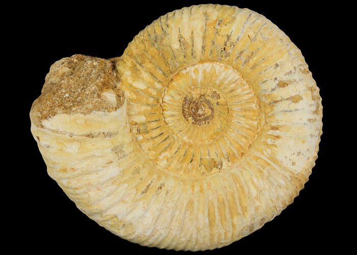 Perisphinctes Ammonite - Jurassic #100216